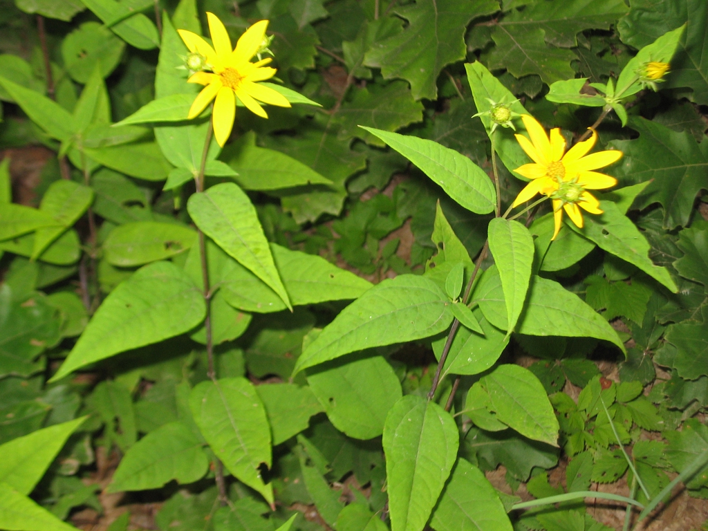 Form