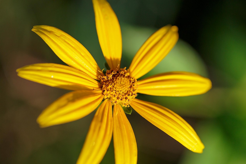 Close up of flower