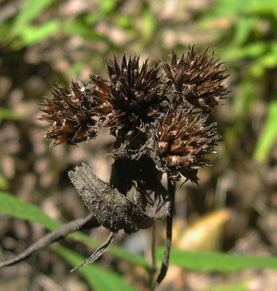 Fruit