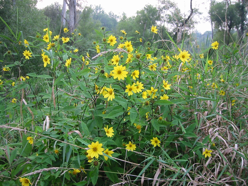Form