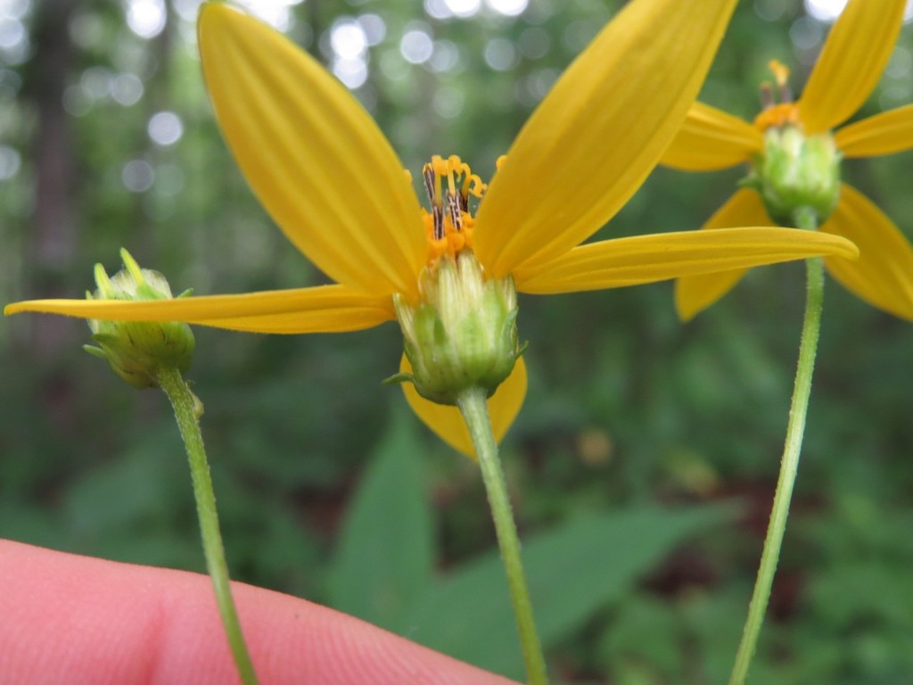 Back of flower