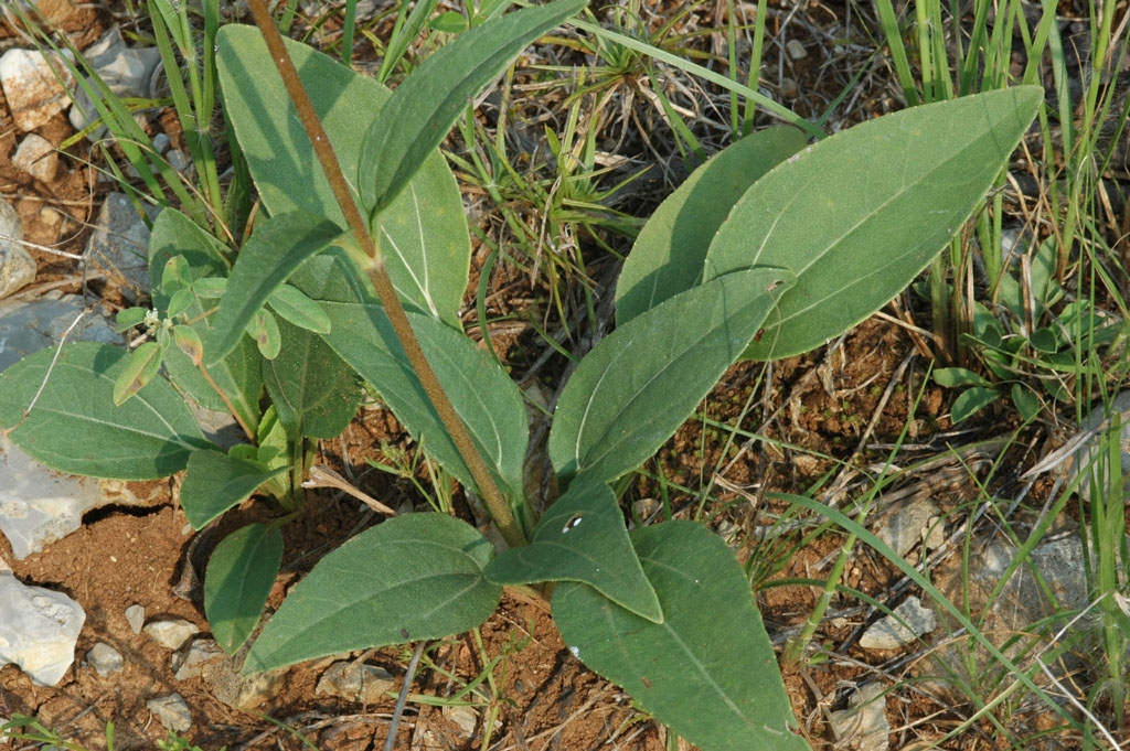 Helianthus occidentalis ssp. occidentalis