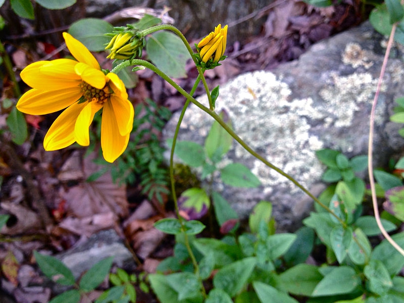 Helianthus occidentalis ssp. occidentalis