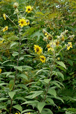 Helianthus resinosus