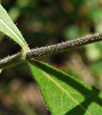 Helianthus resinosus