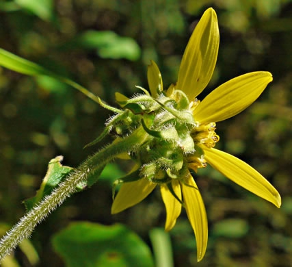 Helianthus resinosus