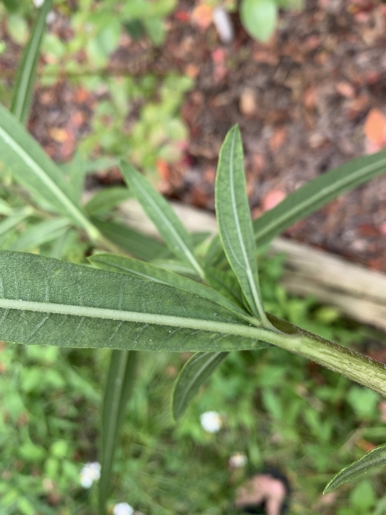 Underside of leaf