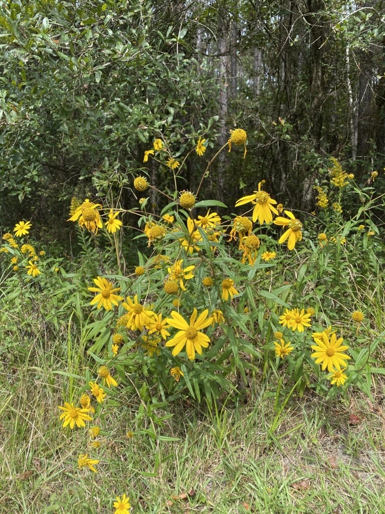 Form in native habitat