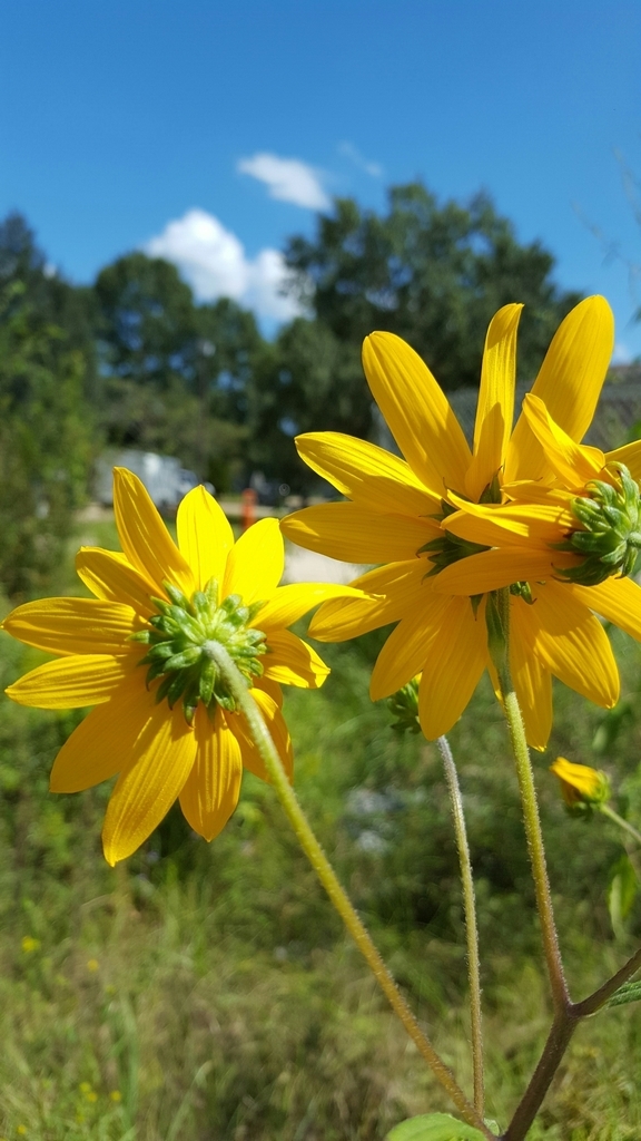 Back of flower