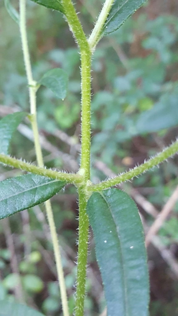 Stem with hairs