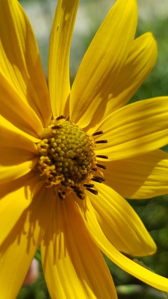 Flower detail