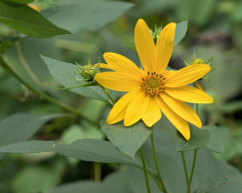 Yellow daisy flowers.