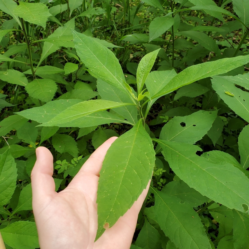 Hand cradling an ovate leaf