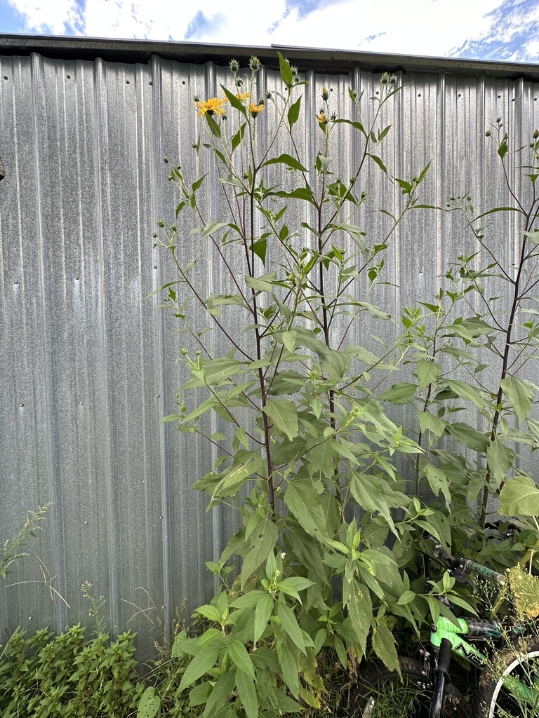 tall plant with yellow daisy flowers.