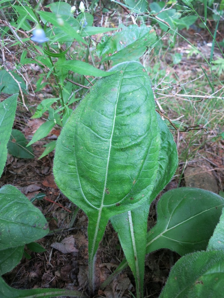 Leaf closeup