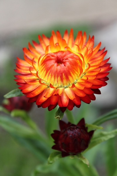 Helichrysum bracteatum