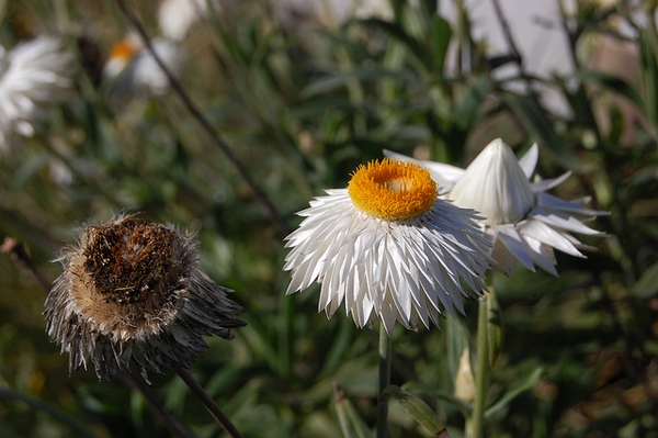 Xerochrysum bracteatum