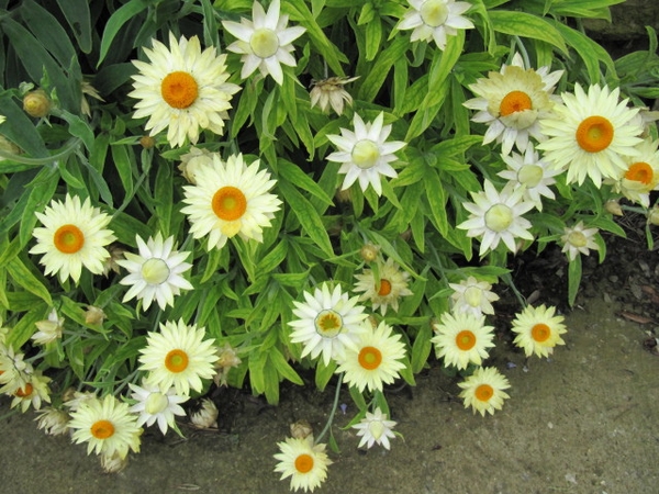 Helichrysum bracteatum