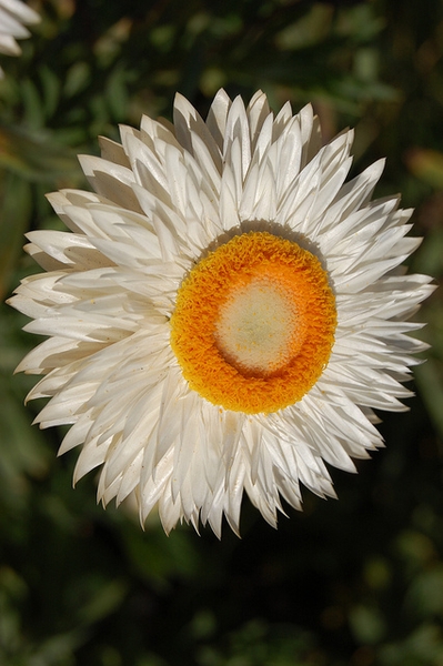 Xerochrysum bracteatum