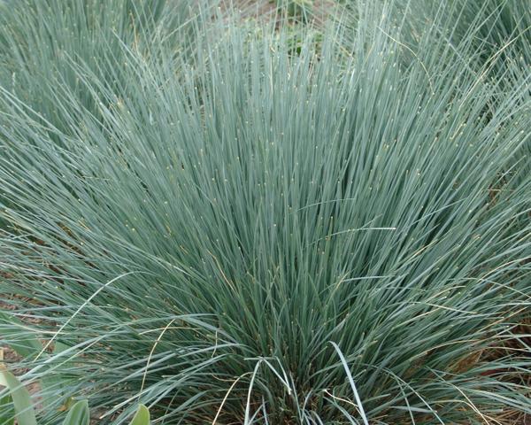 Helictotrichon sempervirens