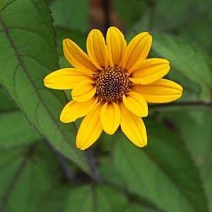 Heliopsis helianthoides 'Summer Nights'