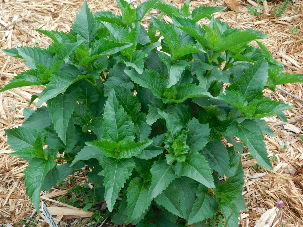 Leaves in spring
