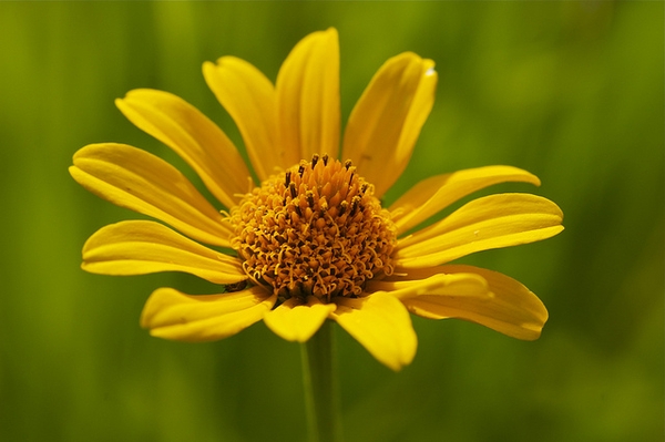 Bloom