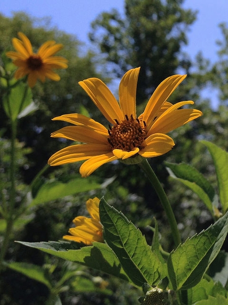 Flowers and foliage