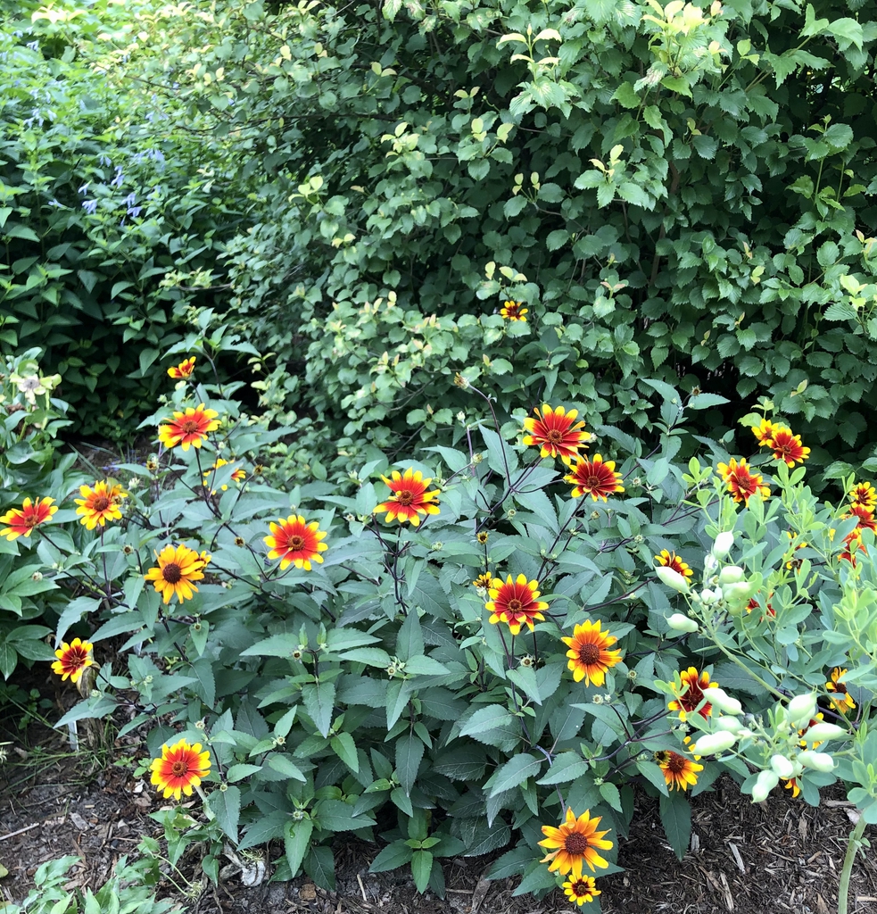 Heliopsis - Burning Hearts - False Sunflower - Wake County