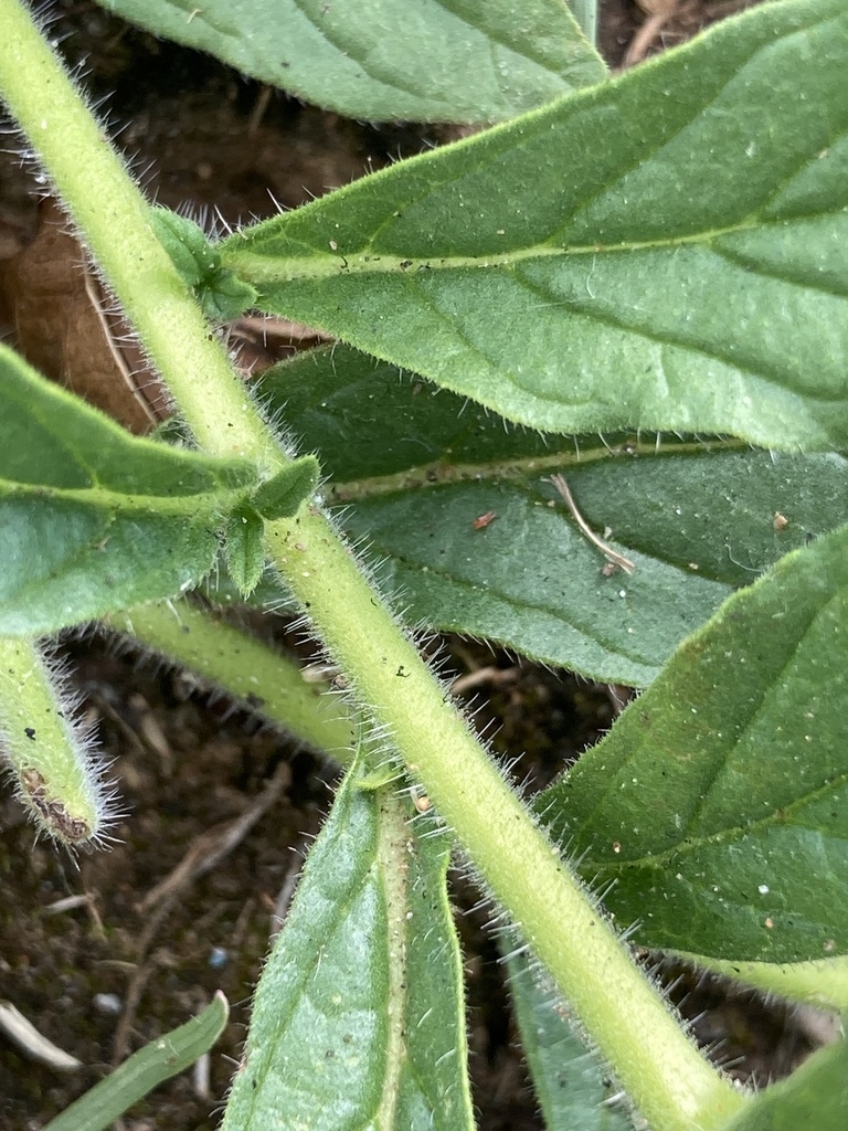 Hairy green stem