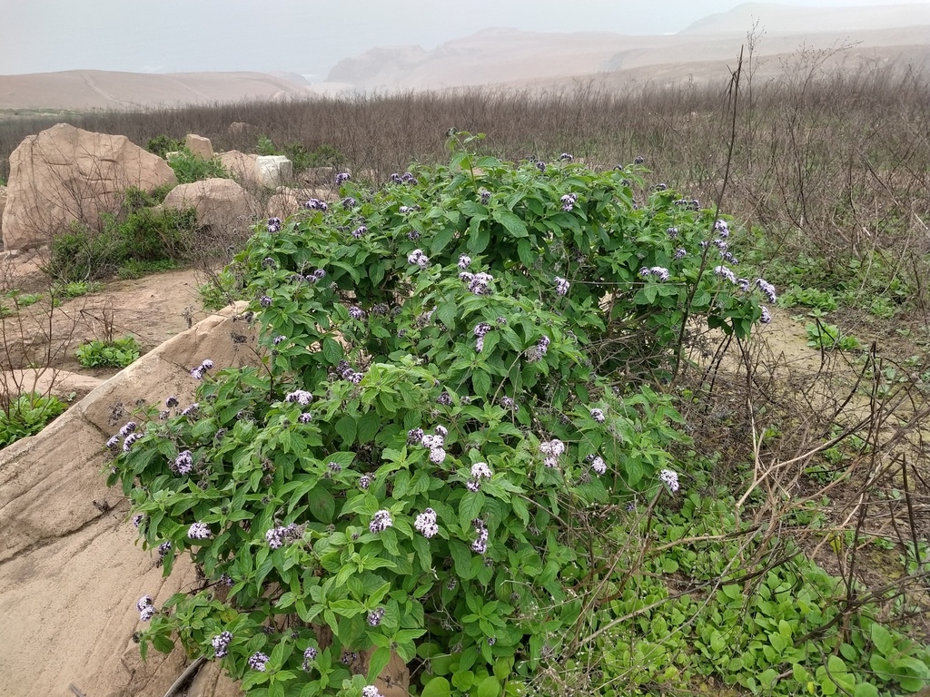 Growing in its native Peru habitat