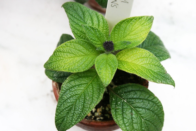 Potted plant with alternate leaves.