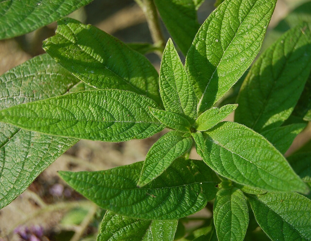 Green leaves with prominent veins