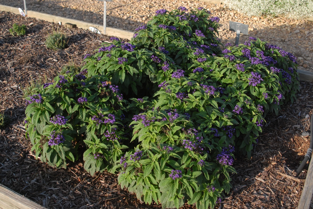 Heliotropium arborescens