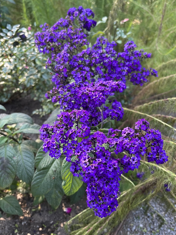 clusters of purple flowers.