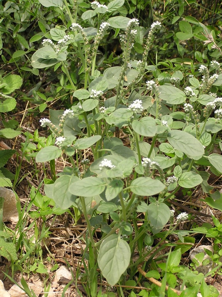 Form of plant in bloom with white flowers