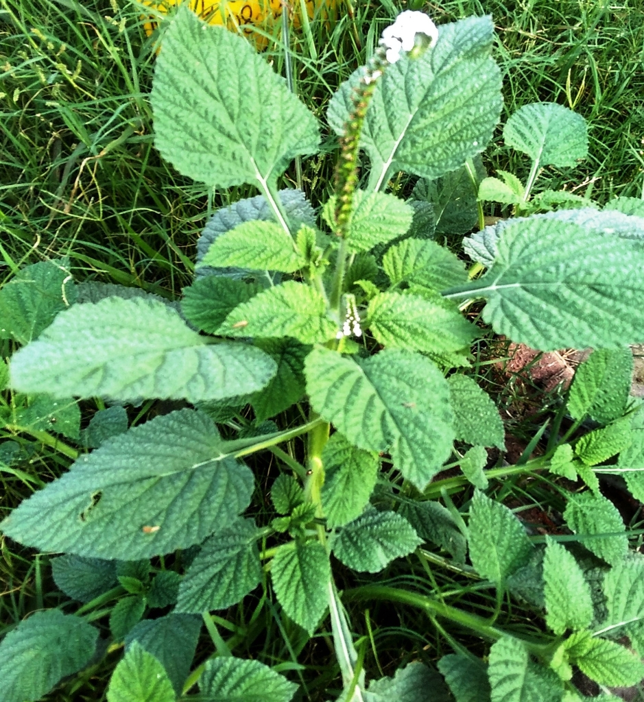 Green leaves