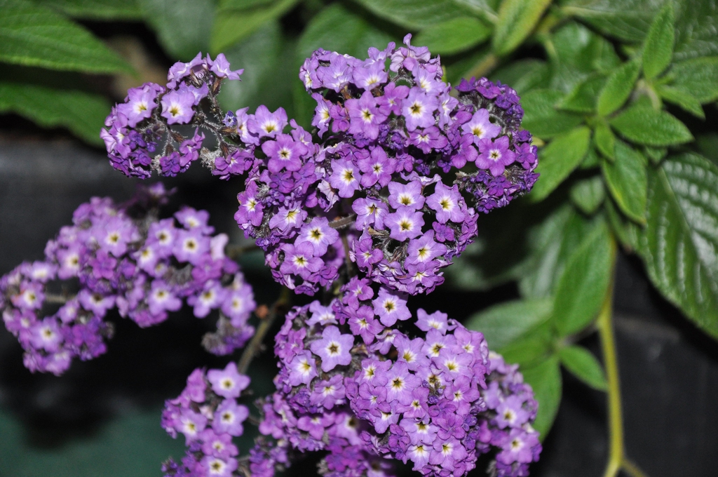 Purple flower clusters