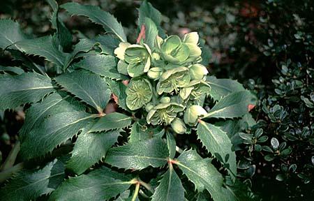 Helleborus argutifolius