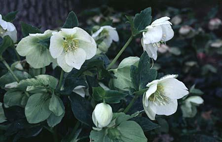 Helleborus niger