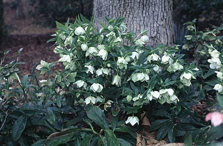 Helleborus niger