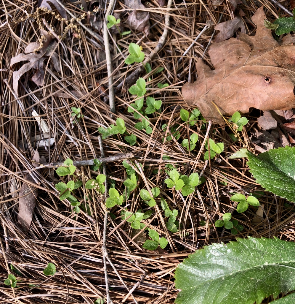 Small, trifoliate seedlings in pine straw mulch.