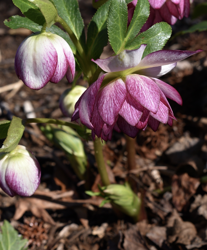 POV side view of pendulous, double, pink flowers.