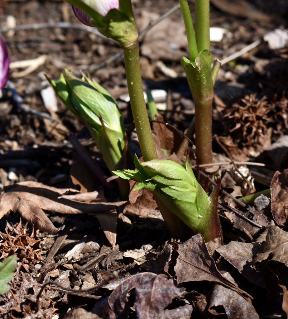 Close-up of shoots emerging from soil and leaf litter.