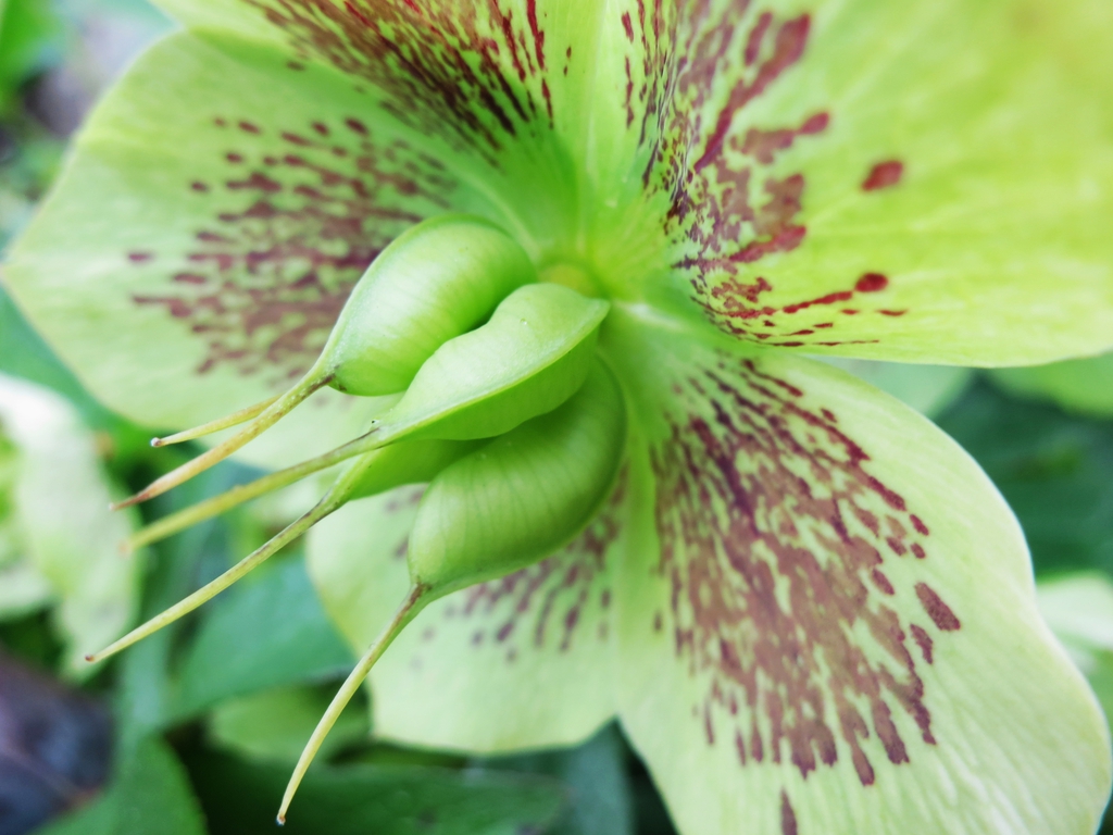 Close-up of the green carpels after the stamens have fallen.