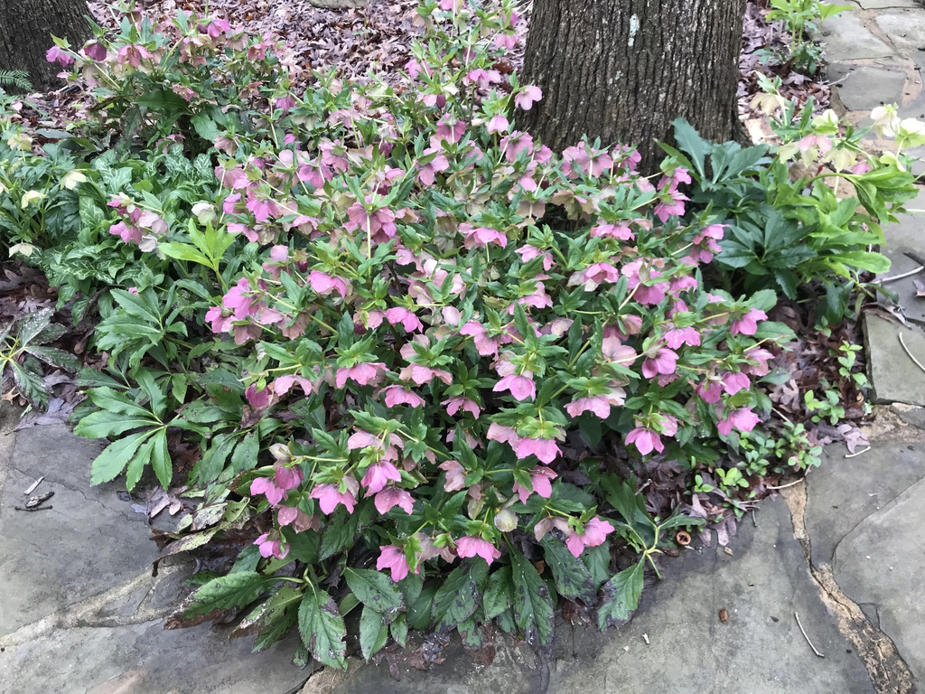 Mature Helleborus in Bloom