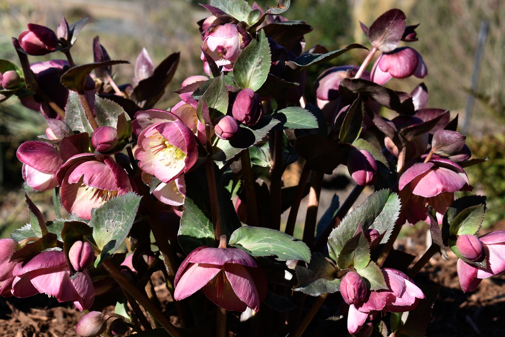A plant with reddish leaves and many dark rosy flowers.