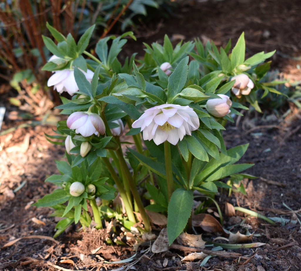 'Double White' Form - Wake Co., NC