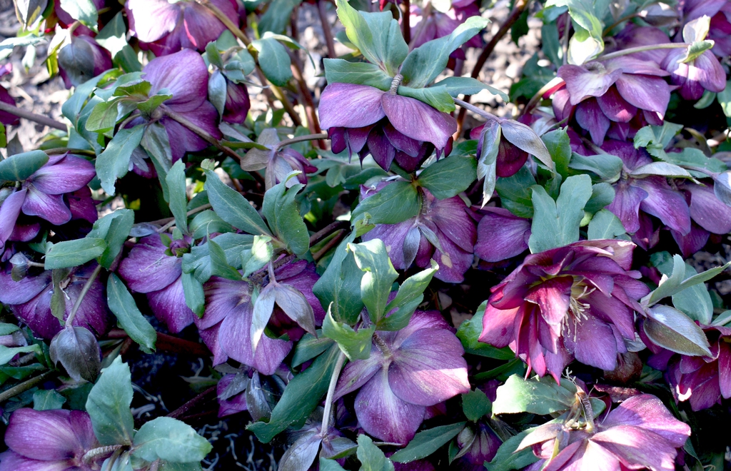 Foliage and slatey purple-red, double flowers.