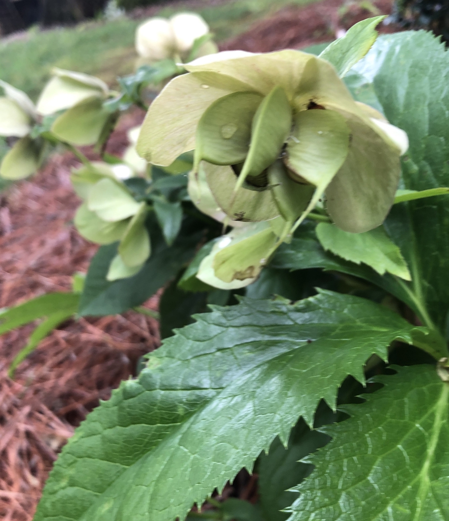 Seed, Warren County, NC